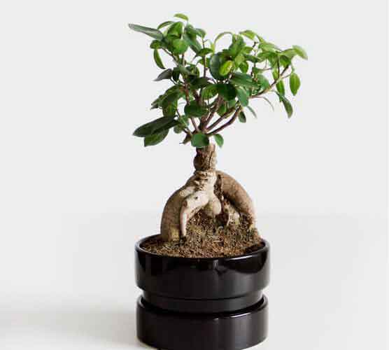 轰炸手机短信网站