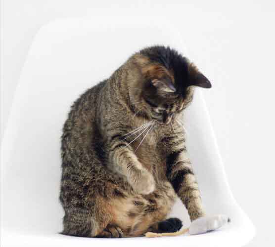 轰炸手机短信网站